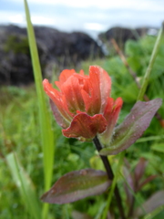 Castilleja miniata dixonii
