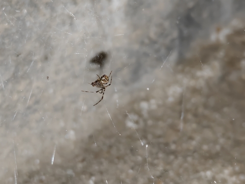 Common House Spider