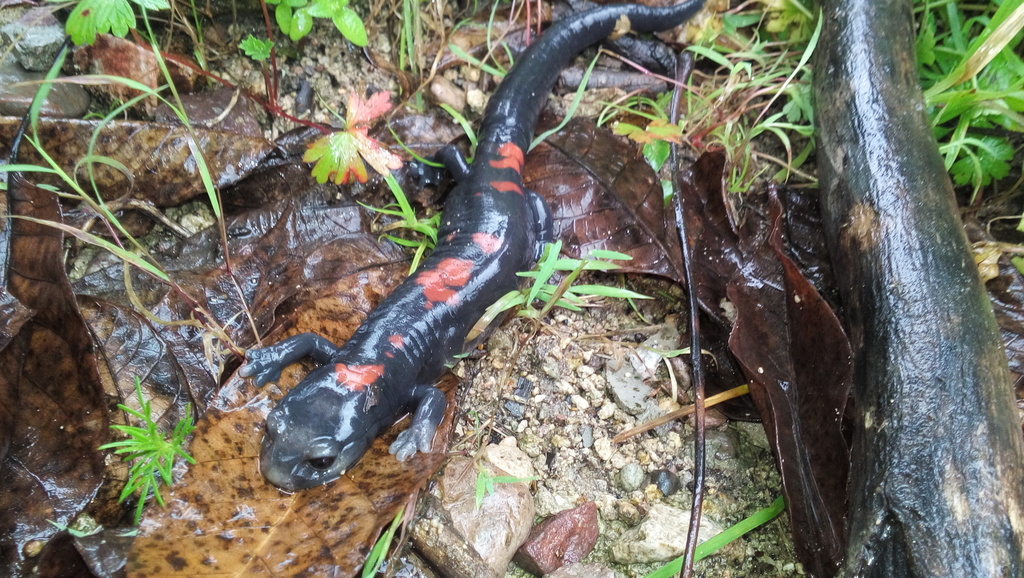 Pine-Oak False Brook Salamander