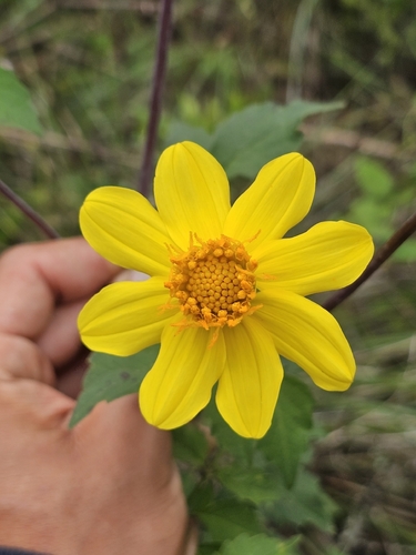 Dahlia coccinea