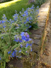 Pentaglottis sempervirens
