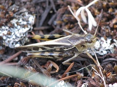 Pardalophora apiculata