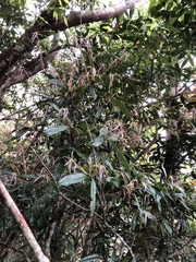 Quercus sessilifolia