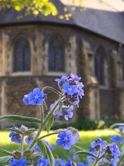 Pentaglottis sempervirens