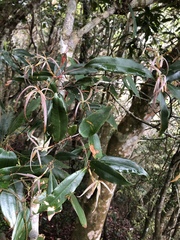 Quercus sessilifolia