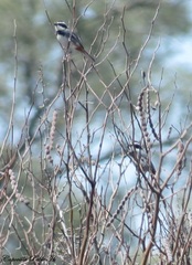 Microspingus torquatus