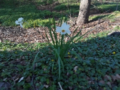 Narcissus poeticus