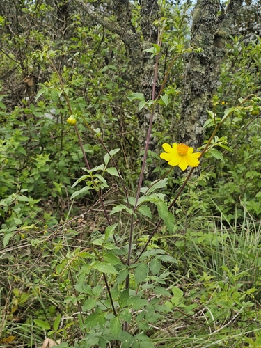 Dahlia coccinea