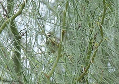 Microspingus torquatus