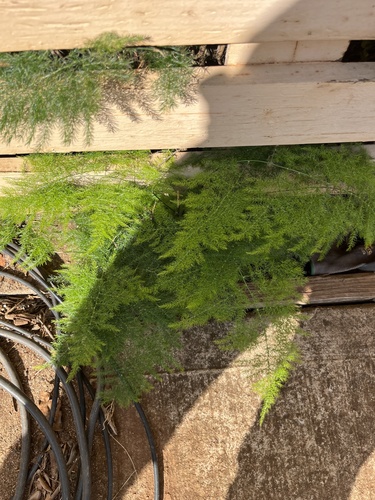 Asparagus setaceus observed 2026-06-16