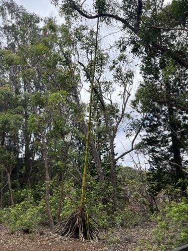 Furcraea foetida, 2026-06-16