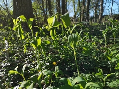 Polygonatum multiflorum