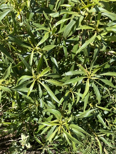 Myoporum sandwicense observed 2026-06-16