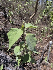 Montanoa leucantha