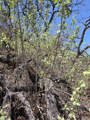 Montanoa leucantha, photograph (c) Adrian Bojorquez, some rights reserved (CC BY-SA)