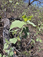 Montanoa leucantha, photograph (c) Adrian Bojorquez, some rights reserved (CC BY-SA)