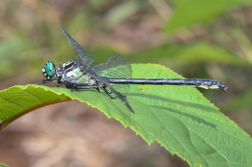 Sable Clubtail