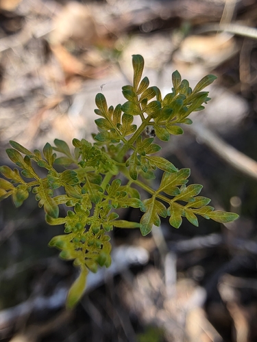 Bursera laxiflora, photograph 2
