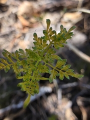 (c) Adrian Bojorquez, some rights reserved (CC BY-SA) Bursera laxiflora, photograph (c) Adrian Bojorquez, some rights reserved (CC BY-SA)