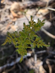 (c) Adrian Bojorquez, some rights reserved (CC BY-SA) Bursera laxiflora, photograph (c) Adrian Bojorquez, some rights reserved (CC BY-SA)