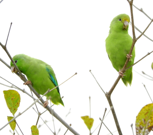 Green-rumped Parrotlet