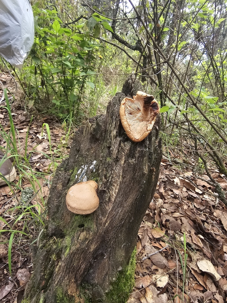 Lentinula boryana