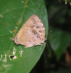 Arhopala anthelus