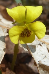 Viola pubescens