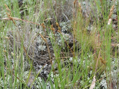 Carex petasata