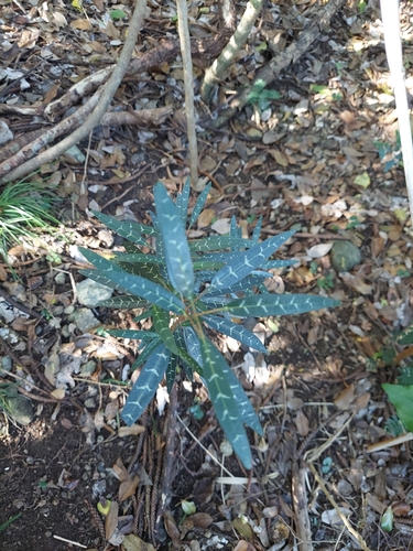Psychotria coptosperma observed 2026-06-17