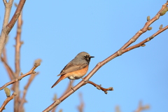 Phoenicurus phoenicurus