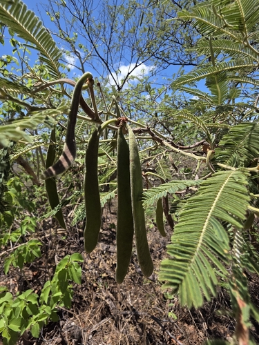 Vachellia pennatula, photograph 6