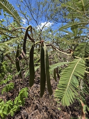 Vachellia pennatula, photograph (c) Adrian Bojorquez, some rights reserved (CC BY-SA)