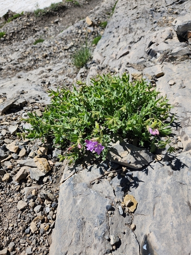 Penstemon montanus, photograph 5