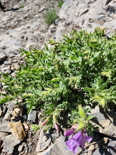 Penstemon montanus, photograph 6