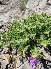 Penstemon montanus, photograph (c) Jared Tholen, some rights reserved (CC BY)