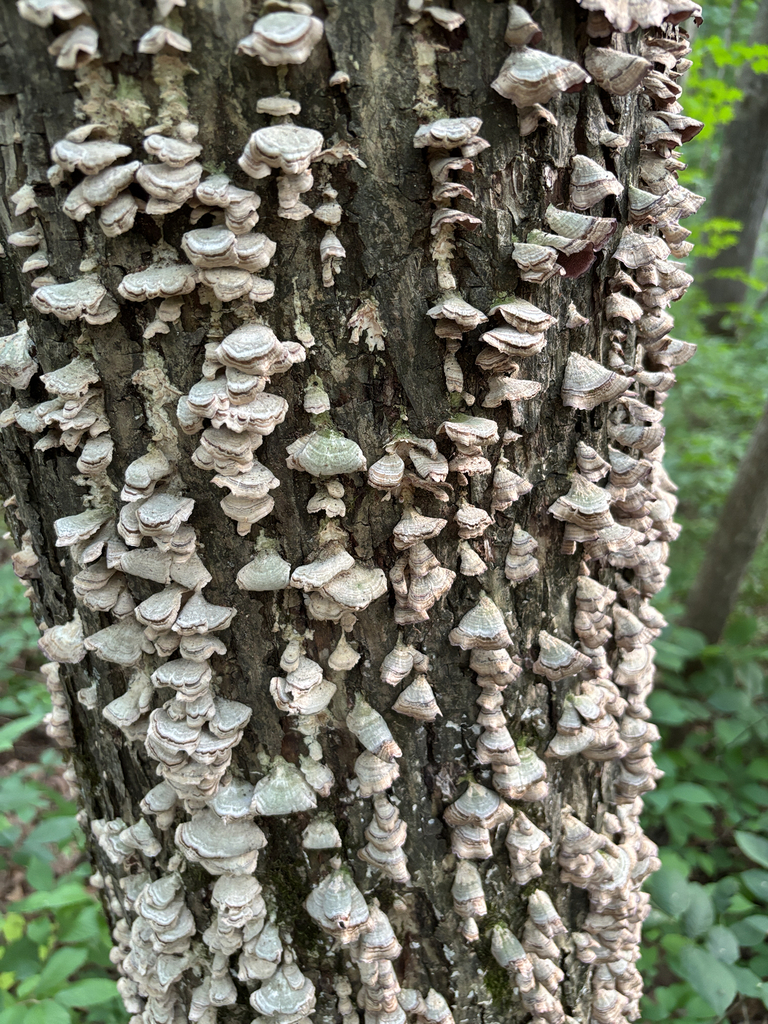 violet-toothed polypore · June 2026 · photo: Photo: (c) familiarjumpingspider, some rights reserved (CC BY) · iNaturalist