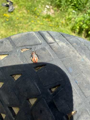 Small Milkweed Bug