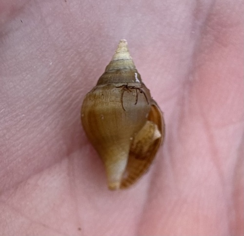 Columbella rusticoides observed 2026-06-15