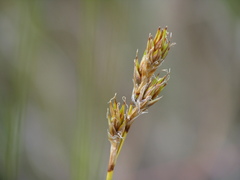 Carex petasata