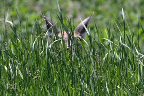 White-tailed Deer