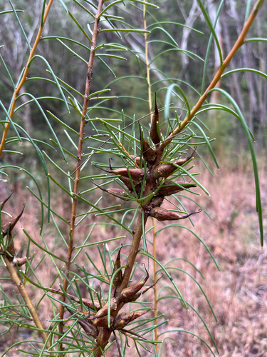 Hakea teretifolia, photograph 5