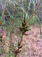 (c) neilfws, some rights reserved (CC BY) Hakea teretifolia, photograph (c) neilfws, some rights reserved (CC BY)