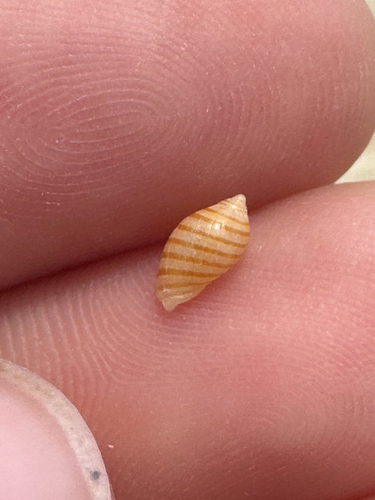 Vexilla vexillum observed 2026-06-09