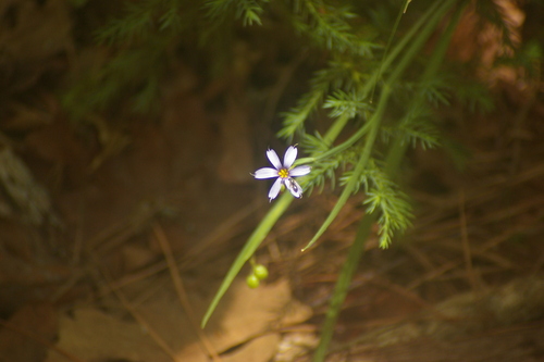 Sisyrinchium atlanticum, photograph 1