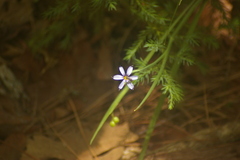 Sisyrinchium atlanticum