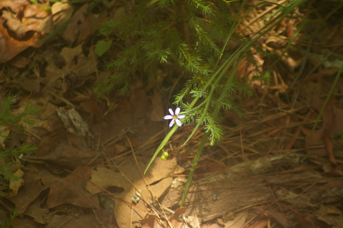 Sisyrinchium atlanticum, photograph 2