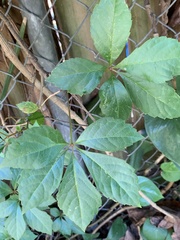 Parthenocissus quinquefolia image