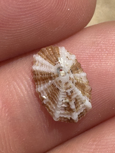 Diodora octagona observed 2026-06-09