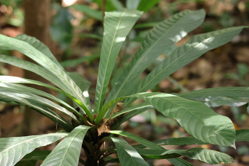 Agrostistachys observed 2026-05-19